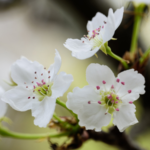 国产成AV人片在线观看天堂无码
